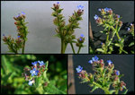 Anchusa arvensis (2)_800.jpg