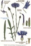 Centaurea cyanus.jpg