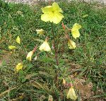 Fleur jaune.JPG