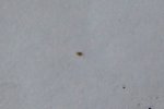 IMG_2321b (Copier).jpg
