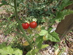Tomate grappe ED.jpg