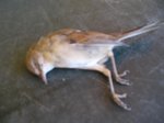 Oiseau 1.jpg