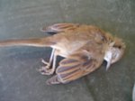 Oiseau 2.jpg