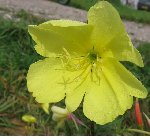 Fleur jaune1.JPG