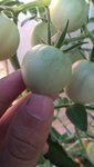 On voit bien les jeunes fruits flétris par la chaleur,même sans soleil direct.