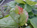 DSCN1460.resized.JPG