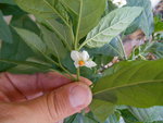 DSCN1472.resized.JPG