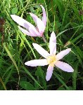 Fleur rose.JPG