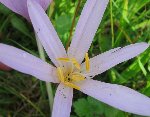 Fleur rose1.JPG