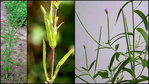 Epilobium_800.jpg