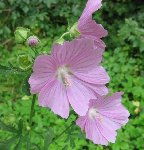 Autre fleur rose.JPG