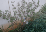 weigelia.png