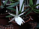 Angraecum didieri