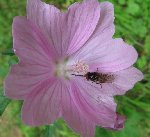 Autre fleur rose1.JPG