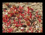 Portulaca_oleracea par AnRo0002 (6).jpg