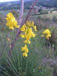 le 20/6/2015 Combes des Ratoux