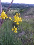 le 20/6/2015 Combes des Ratoux