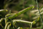 Lathyrus latifolius -Doug Murphy_240.jpg
