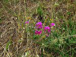 Lathyrus sylvestris Patafisik_500.jpg