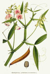 Lathyrus silvestris.jpg
