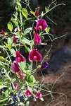 Lathyrus tingitanus par Tigerente_240.jpg