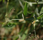 Lathyrus sylvestris Doug Murphy_240.jpg