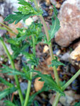 Chrysanthemum_segetum Javier Martin.jpg