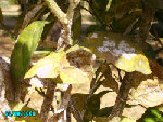 IMGP1173.JPG