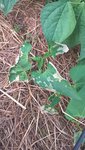Les jeunes plants de haricots brûlent littéralement.
