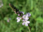 Verbena_officinalis 3 An Ro.jpg