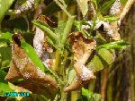 IMGP1176.JPG
