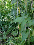 Fallopia convolvulus-Rasbak_500.jpg