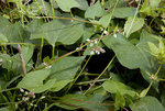 Fallopia convolvulus par Olivier Pichard_500.jpg