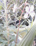 plante 2.jpg
