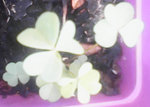 plante 3.jpg