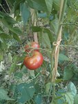 Tomates noires russes (déjà mangées, voir la suite :))