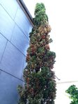 L'arbre