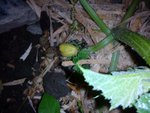 DSC00125.jpg