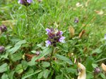 20150627-pichotte-1.jpg