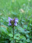 20150626-pichotte-6.jpg