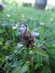 20150626-pichotte-5.jpg