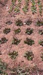 Quelque salades plantées il y a une semaine environ.