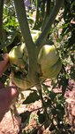 De beaux fruits sont présent