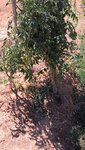 Deux plants de tomates que j'avait plantés à l'extérieur car je ne savait pas ou les mettre.<br />Variété poire jaune et ananas.