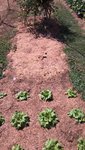 On voit au second plan l'espace libéré après la fin de récolte d'une série de salades