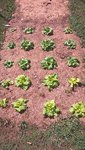 Parmi les dernières salades plantées.