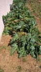 Les courgettes souffrent beaucoup de la sécheresse et la chaleur.<br />Je retire tous les jours beaucoup de feuilles mortes.<br />Les plants ne produisent quasiment plu,mais j'ai déjà resemer des plants dans des godets pour remplacer ceux là.