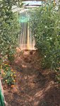 Le tunnel à tomates dans lequel nous ramassons de nombreux fruits tous les jours!!!