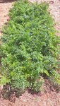 Les carottes ont bien poussées et ne montrent pas de signes de stress hydrique.