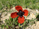 Papaver argemone Adrian198cm_500.jpg